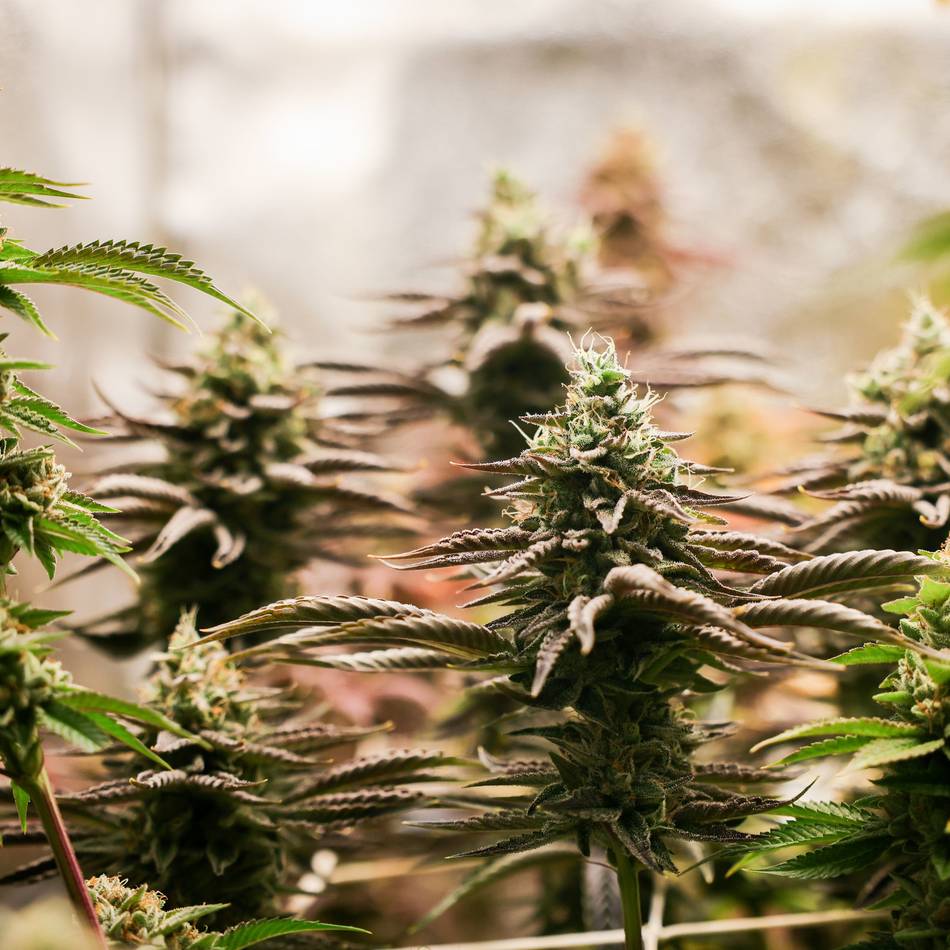 Merkwürdige Beobachtungen: Festnahme wegen Cannabisplantage in Butzheim