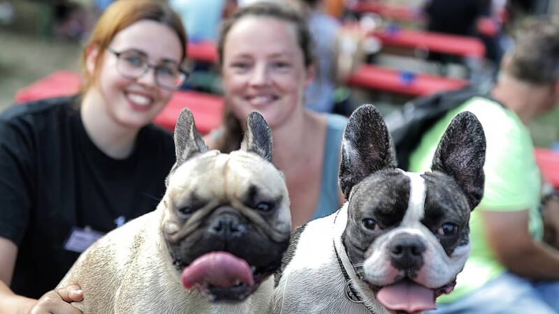 Tierheim feiert: Sommerfest mit Zaubershow und Tombola