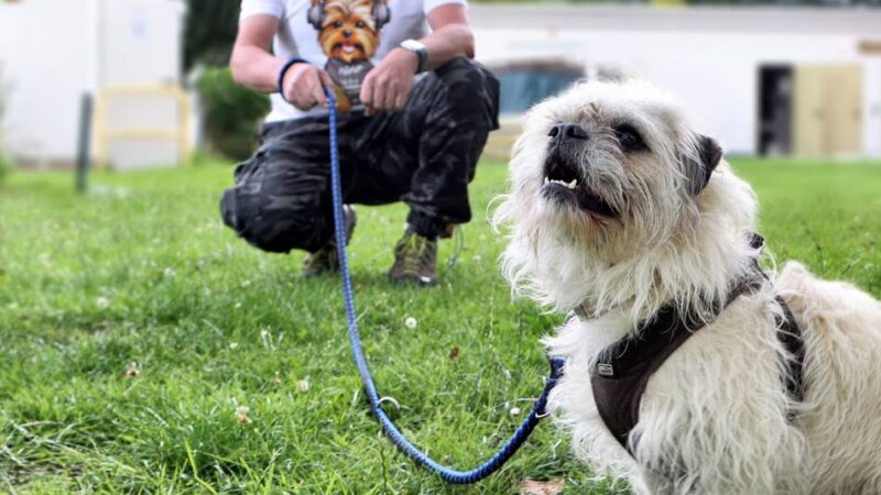 Tierheim in Hilden: Katzenkuschler und Gassigänger mit Herz