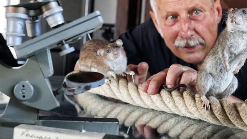 Kunst in Hilden: Ratten und Mäuse – zwischen Ekel und Faszination