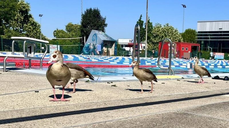 Täglich ein Kampf gegen Berge von Kot: Nilgänse sollen das Allwetterbad verlassen