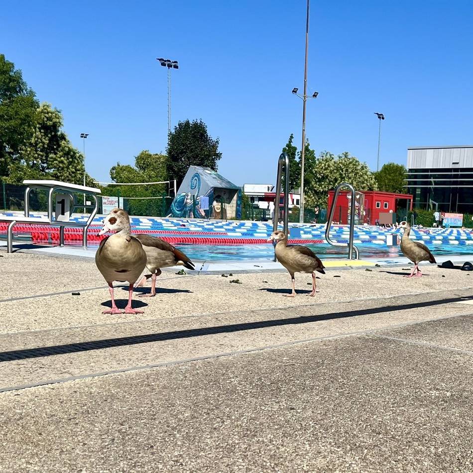 Täglich ein Kampf gegen Berge von Kot: Nilgänse sollen das Allwetterbad verlassen