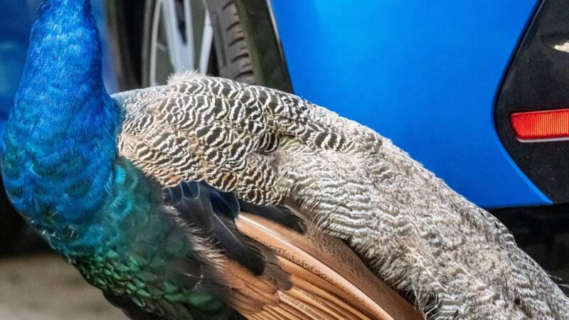 Warum das Tier seit Wochen frei rumläuft: Sonsbeck sucht nach Lösung für herrenlosen Pfau