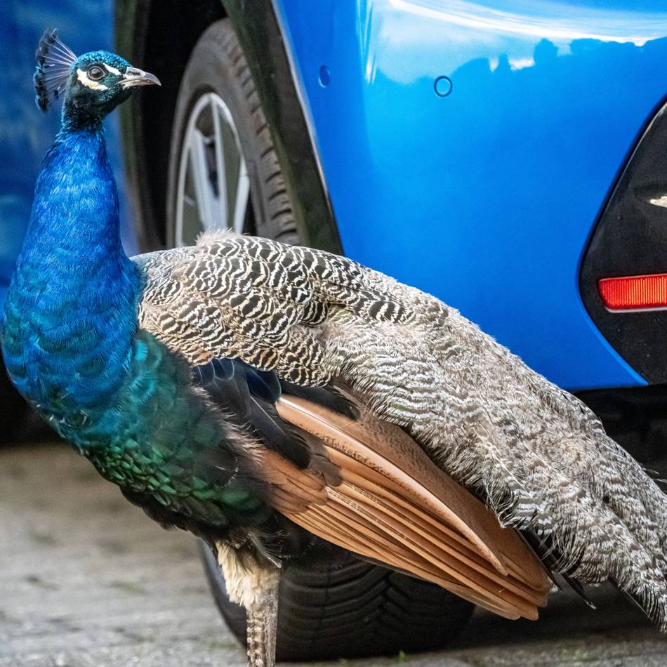 Warum das Tier seit Wochen frei rumläuft: Sonsbeck sucht nach Lösung für herrenlosen Pfau