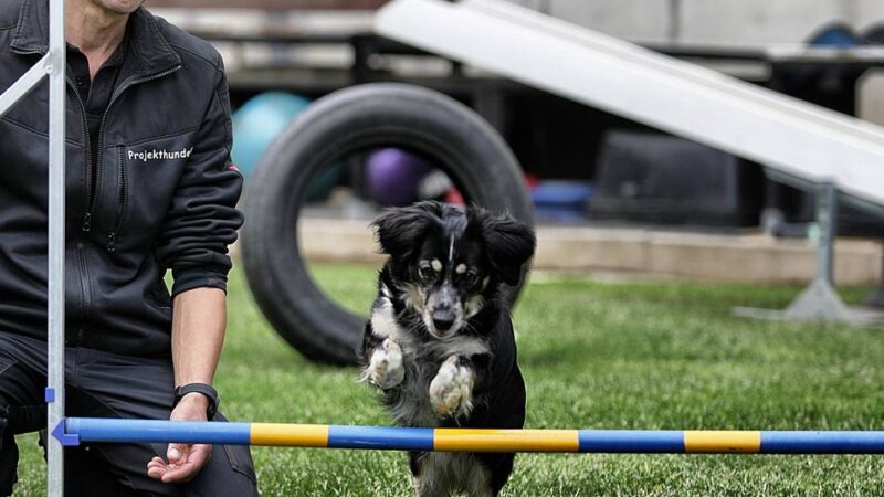 Projekthunde zu Gast beim Bürgerstammtisch Metzkausen: „Bei uns werden Hunde und Halter ausgebildet“
