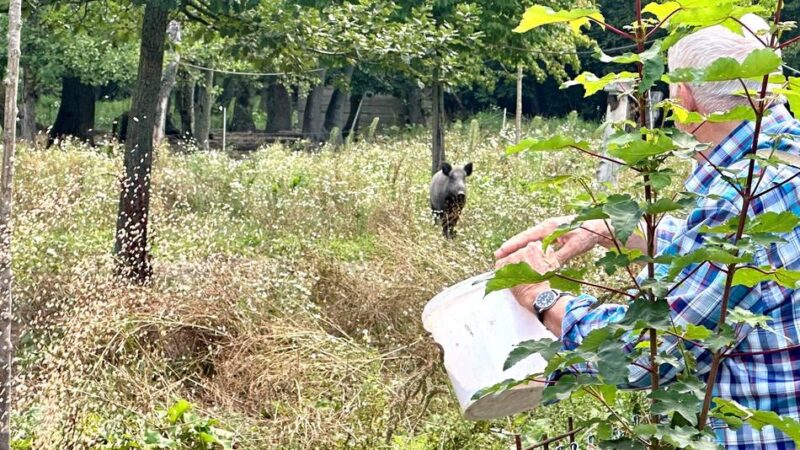 Serie Wildtiere in Meerbusch: Ein Leben mit Wildschweinen
