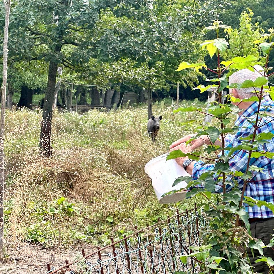 Serie Wildtiere in Meerbusch: Ein Leben mit Wildschweinen