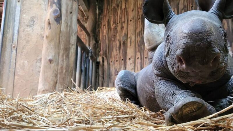 Kreis Mettmann – diese Zoos und Tierparks liegen quasi vor der Haustür: Wo man einen Mini-Elefanten oder ein Babynashörnchen bestaunen kann
