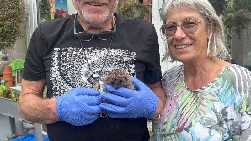 Wildtiere in Meerbusch: Wo Igelbabys einen Namen haben