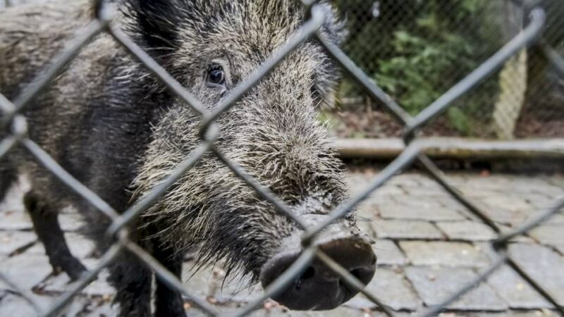 Städtische Tierhaltung in Düsseldorf: Auch Wildpark und Aquazoo töten Tiere