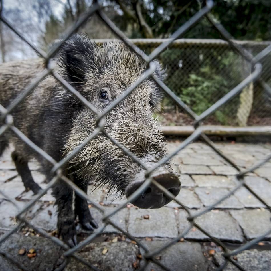 Städtische Tierhaltung in Düsseldorf: Auch Wildpark und Aquazoo töten Tiere