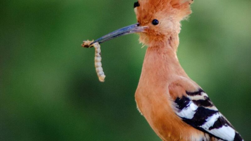 Serie Seltene Tiere an den Krickenbecker Seen: Wiedehopf – Besucher aus Spanien
