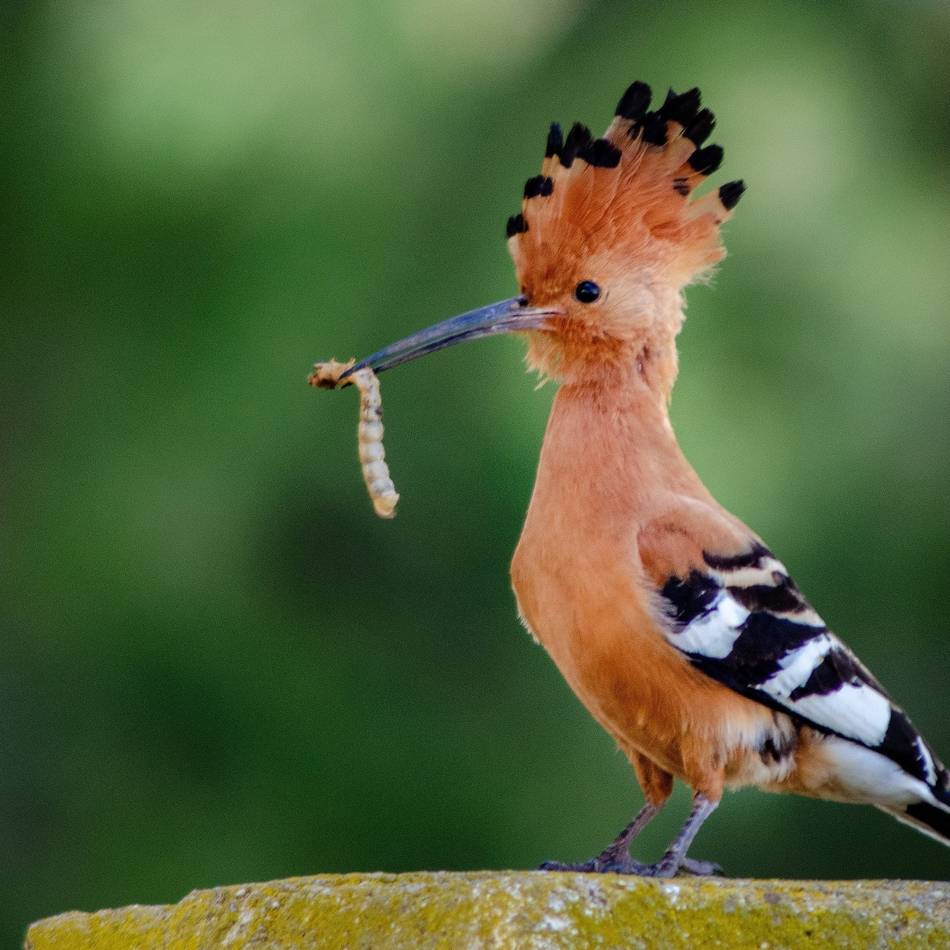Serie Seltene Tiere an den Krickenbecker Seen: Wiedehopf – Besucher aus Spanien