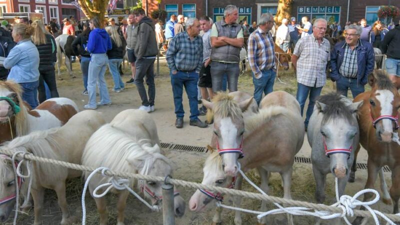 Wo der Handschlag noch zählt: So verrückt war der Pferde- und Ponymarkt im niederländischen Bemmel