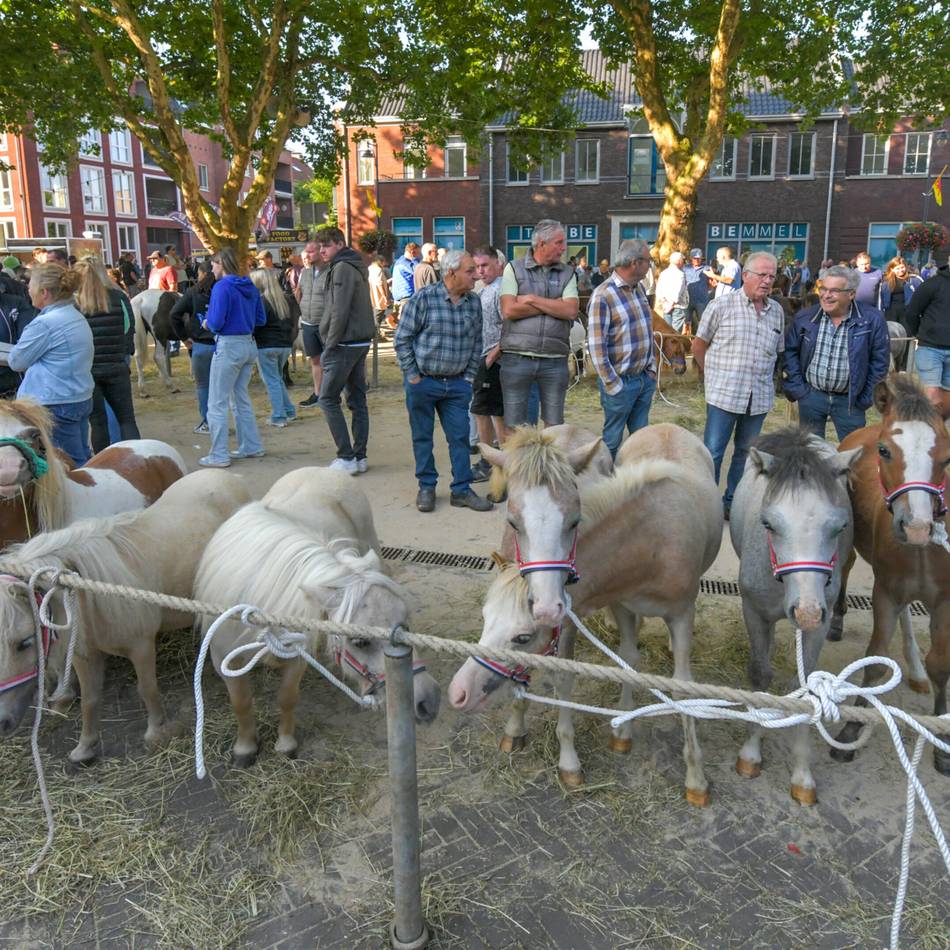 Wo der Handschlag noch zählt: So verrückt war der Pferde- und Ponymarkt im niederländischen Bemmel