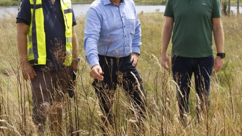 Gefährliches Jakobskreuzkraut am Prekkesee in Xanten: So geht die Stadt gegen die Giftpflanze vor