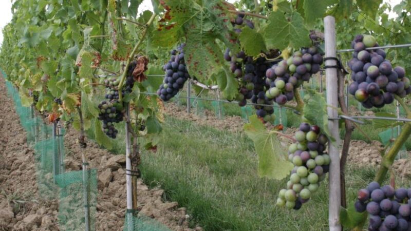 Weinlese Mitte September: Bald gibt es den ersten Wein aus Willich