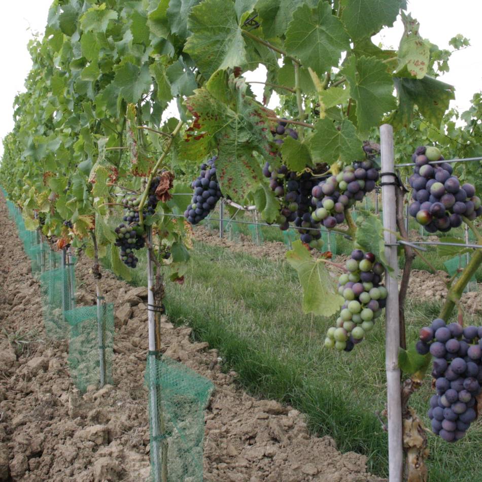 Weinlese Mitte September: Bald gibt es den ersten Wein aus Willich