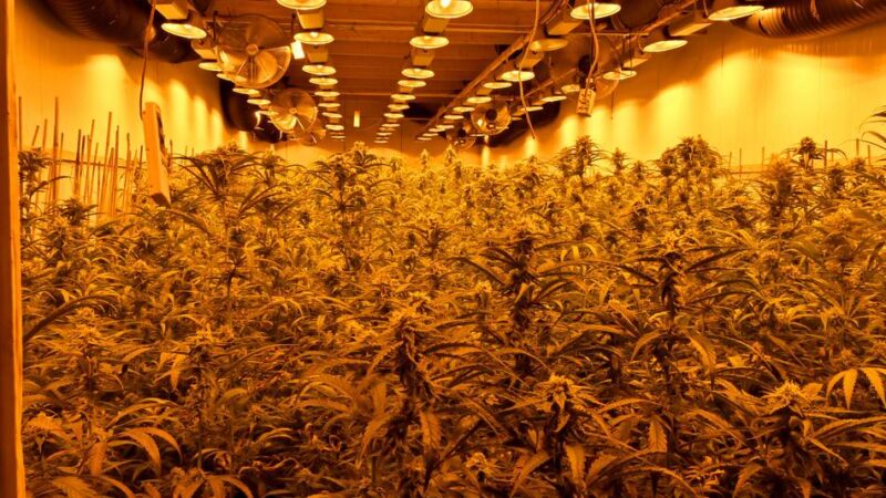 Verhandlung am Landgericht Mönchengladbach: Mehrjährige Haftstrafe für Angeklagten im Cannabis-Prozess