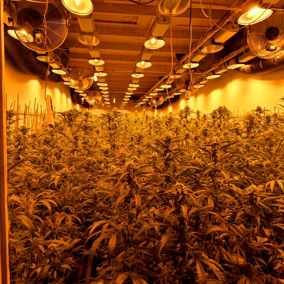 Verhandlung am Landgericht Mönchengladbach: Mehrjährige Haftstrafe für Angeklagten im Cannabis-Prozess