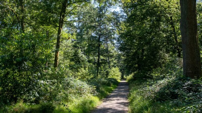 80 Kräfte im Einsatz: Großübung der Feuerwehr im Hardter Wald