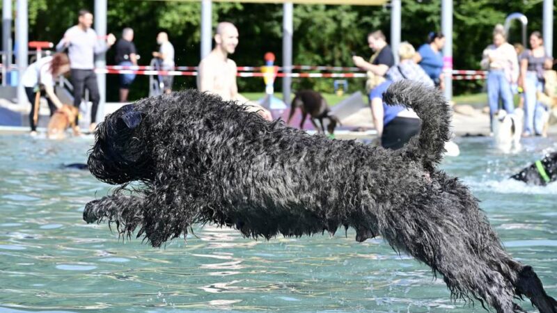 Zum Ende der Freibadsaison in Mönchengladbach: Volksbad bietet Hundeschwimmen an