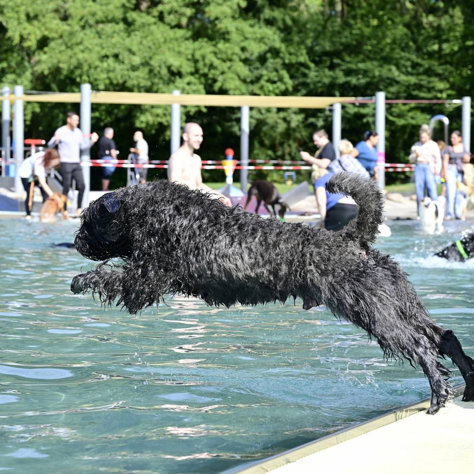 Zum Ende der Freibadsaison in Mönchengladbach: Volksbad bietet Hundeschwimmen an