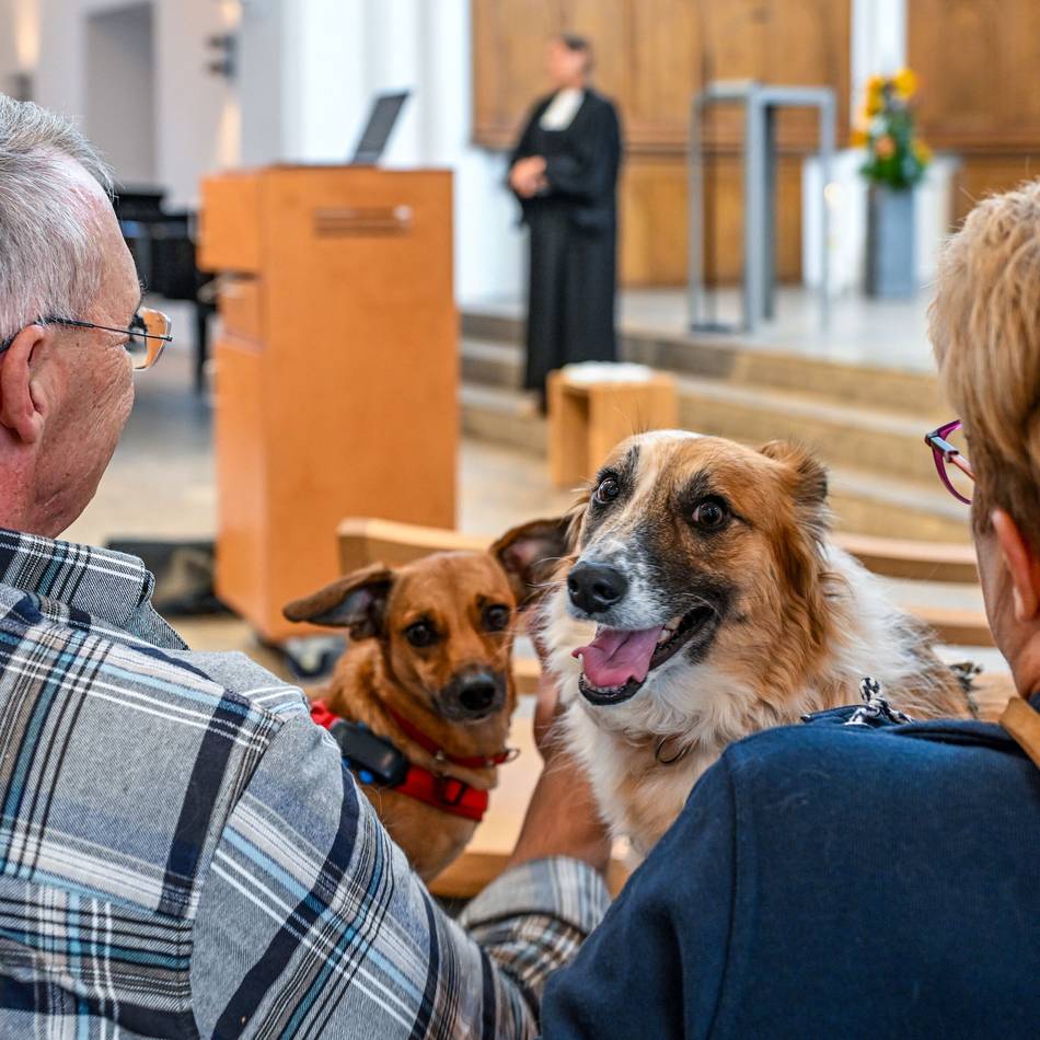 Stadtkirche in Moers: Ein Gottesdienst für Mensch und Tier