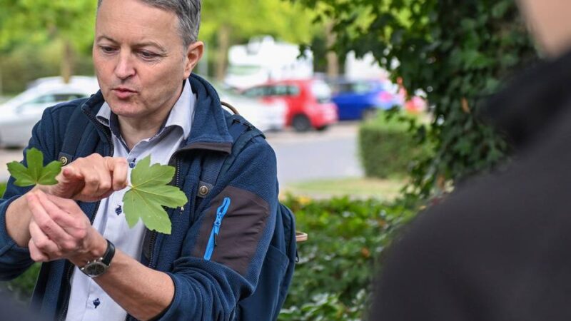 Baumspaziergang als Angebot bei der Atempause in Kevelaer: Spurensuche zwischen Ahorn und Amberbaum