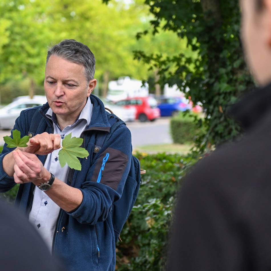 Baumspaziergang als Angebot bei der Atempause in Kevelaer: Spurensuche zwischen Ahorn und Amberbaum