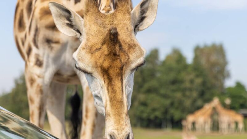 In den Niederlanden: Tierische Abenteuer jenseits der Grenze – das sind die sieben schönsten Zoos