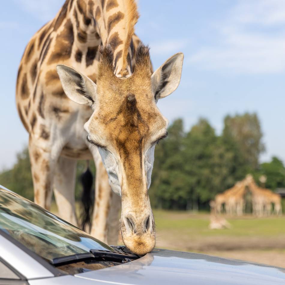 In den Niederlanden: Tierische Abenteuer jenseits der Grenze – das sind die sieben schönsten Zoos