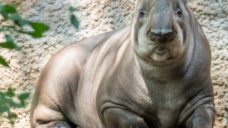 Neuzugang im Duisburger Zoo: Kurzes Fell und Mini-Rüssel