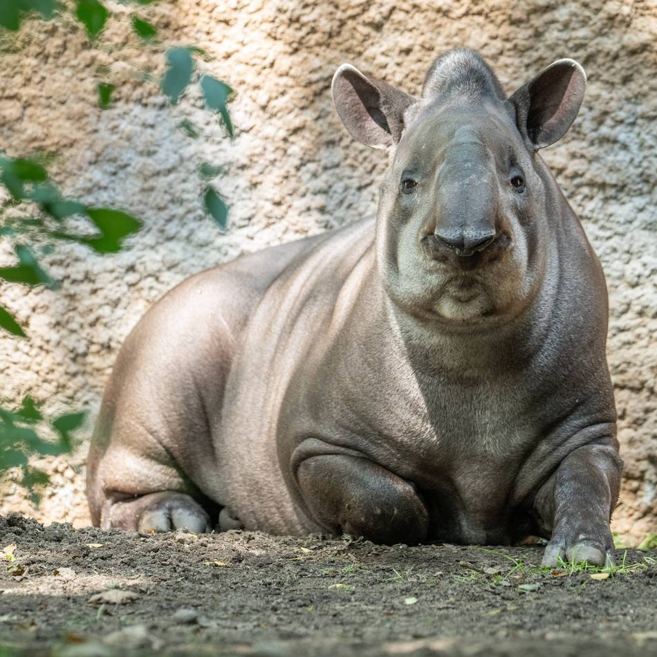 Neuzugang im Duisburger Zoo: Kurzes Fell und Mini-Rüssel