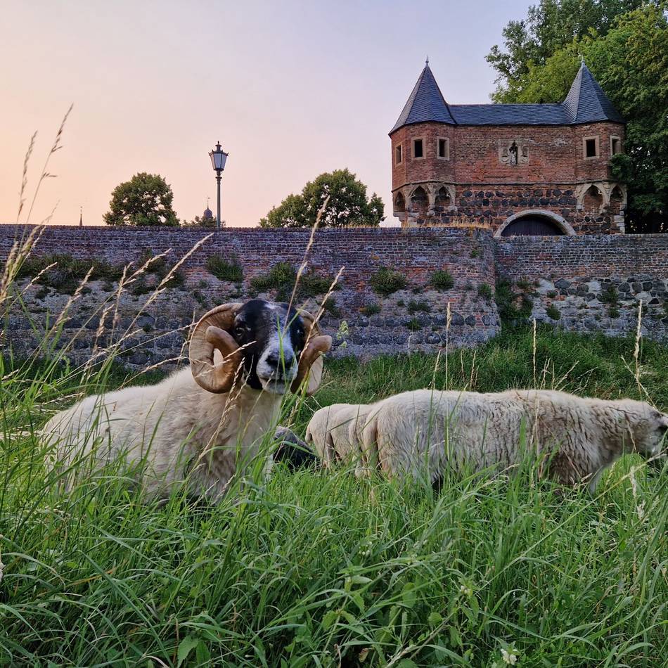 Wettbewerb auch in Meerbusch: Jetzt noch Fotos für den „Heimatkalender 2026“ einreichen