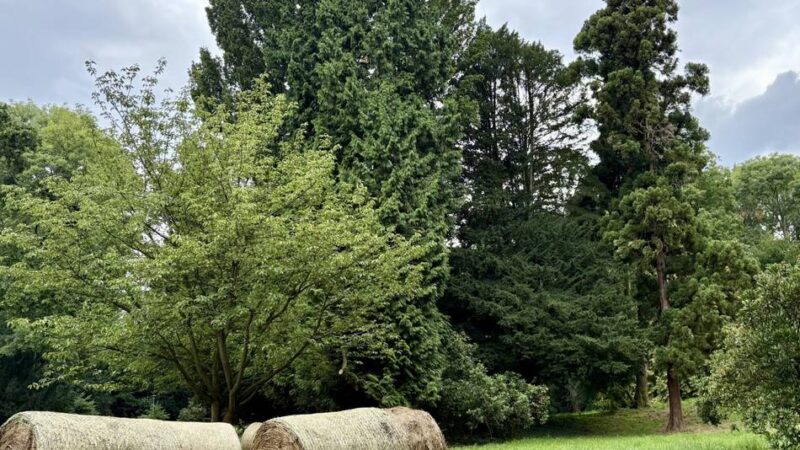 Wegen Fäule und Pilzen: Die Stadt Düsseldorf fällt weitere 140 kranke Bäume