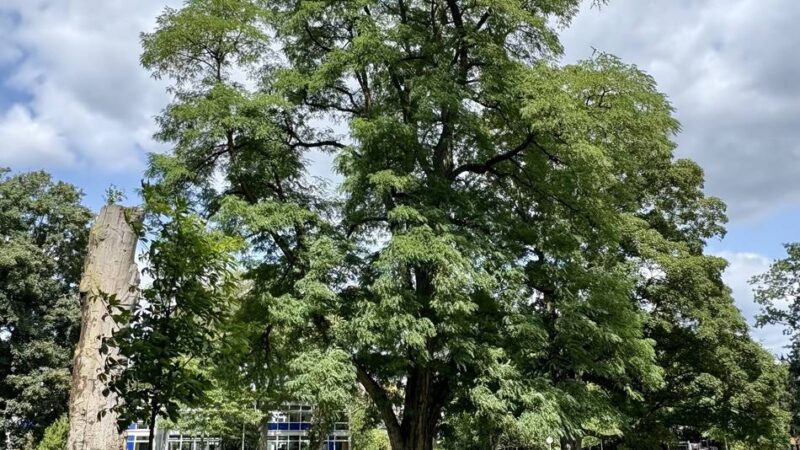 Serie „Unerwartet grüne Oasen“: Über ein Schiffsmotorenwerk und einen Park, der keiner ist