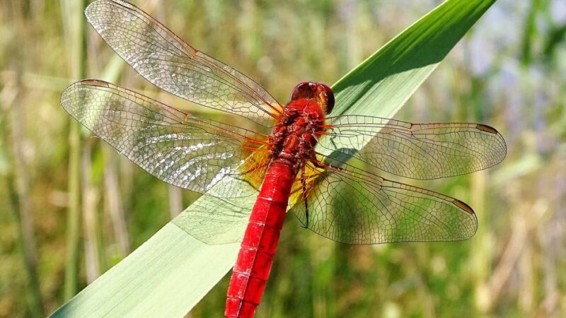 Serie Seltene Tiere an den Krickenbecker Seen: Die Feuerlibelle – ein Profiteur der Erderwärmung