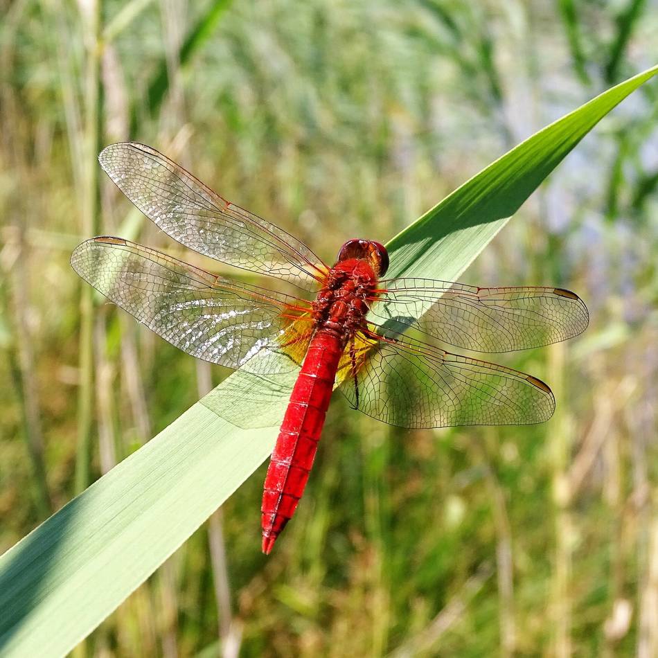 Serie Seltene Tiere an den Krickenbecker Seen: Die Feuerlibelle – ein Profiteur der Erderwärmung