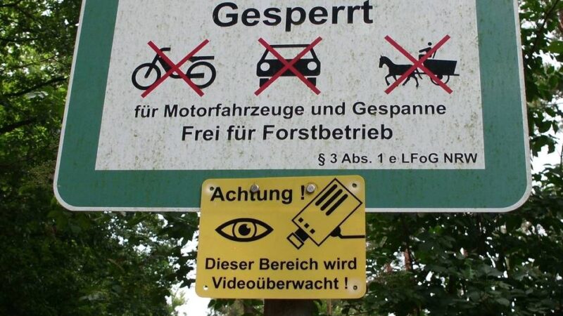 Schweinepest auf dem Vormarsch: Zerstörung im Forst nimmt zu – Reichswald wird jetzt videoüberwacht