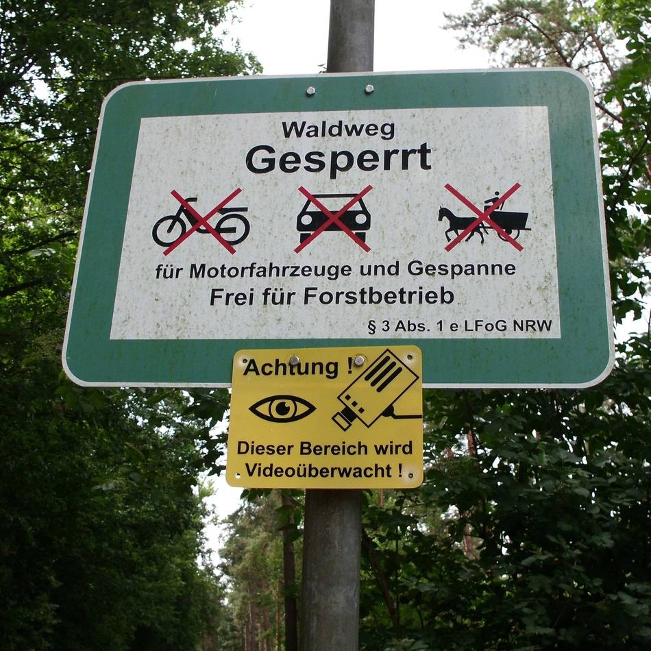 Schweinepest auf dem Vormarsch: Zerstörung im Forst nimmt zu – Reichswald wird jetzt videoüberwacht