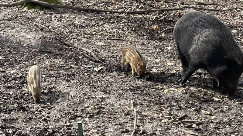 Streit um Reparaturkosten: Ärger um Wildschwein-Zaun am Garather Forst