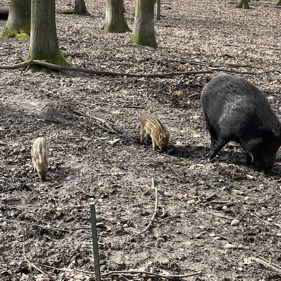 Streit um Reparaturkosten: Ärger um Wildschwein-Zaun am Garather Forst