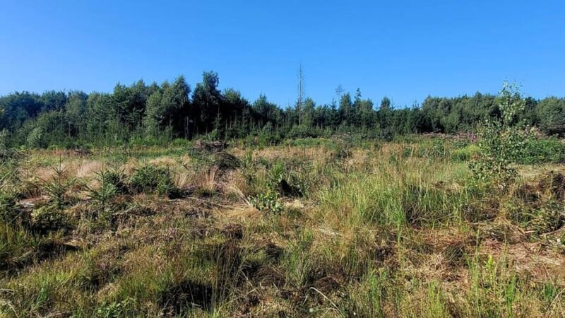 Aufbruchstimmung in den Hückeswagener Wäldern: Grün ist die Hoffnung der Waldbesitzer