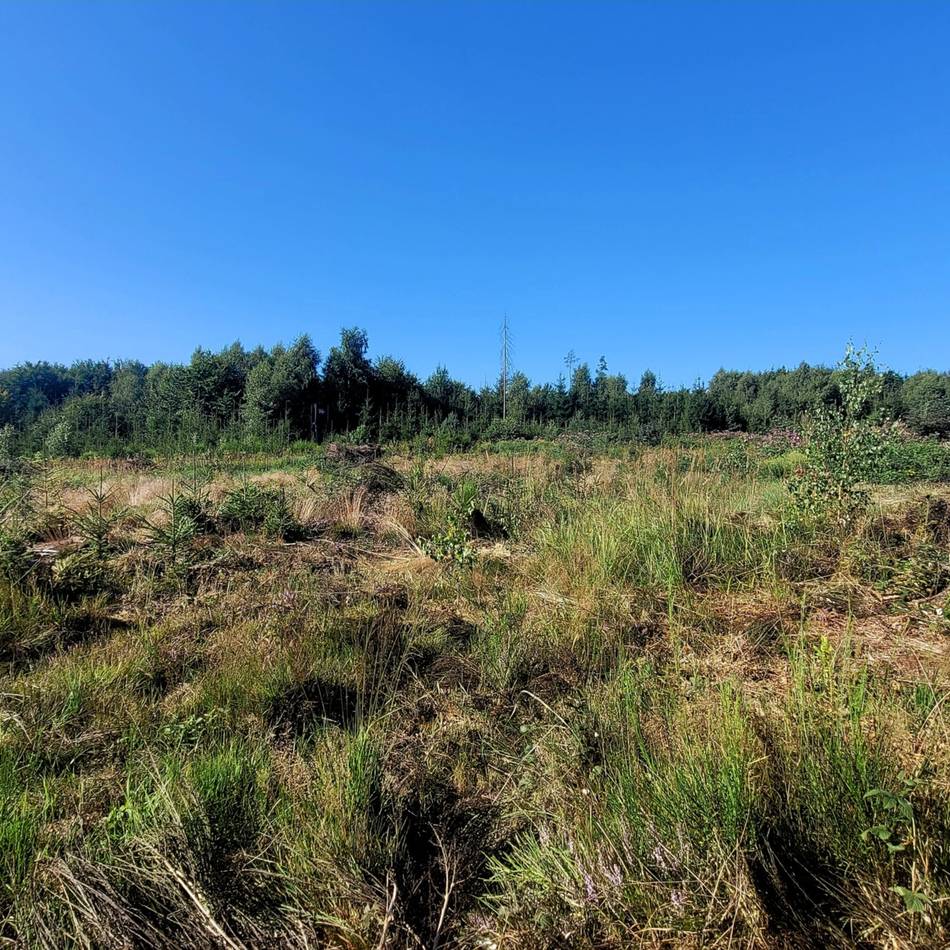 Aufbruchstimmung in den Hückeswagener Wäldern: Grün ist die Hoffnung der Waldbesitzer