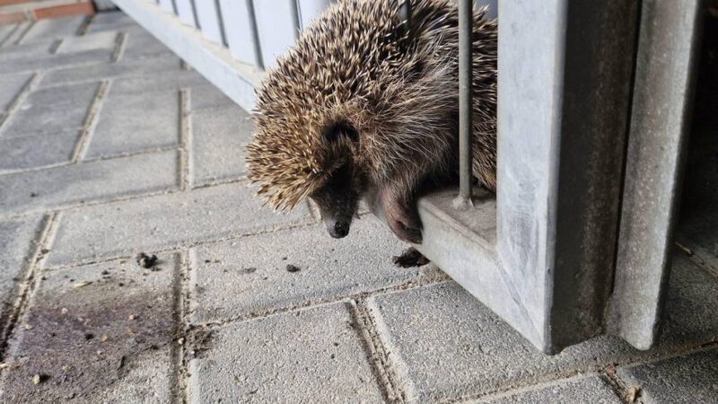 Verband fordert in Jüchen Verbot von Mährobotern: Verletzt und verstümmelt – Nabu kritisiert die Versorgung von Wildtieren
