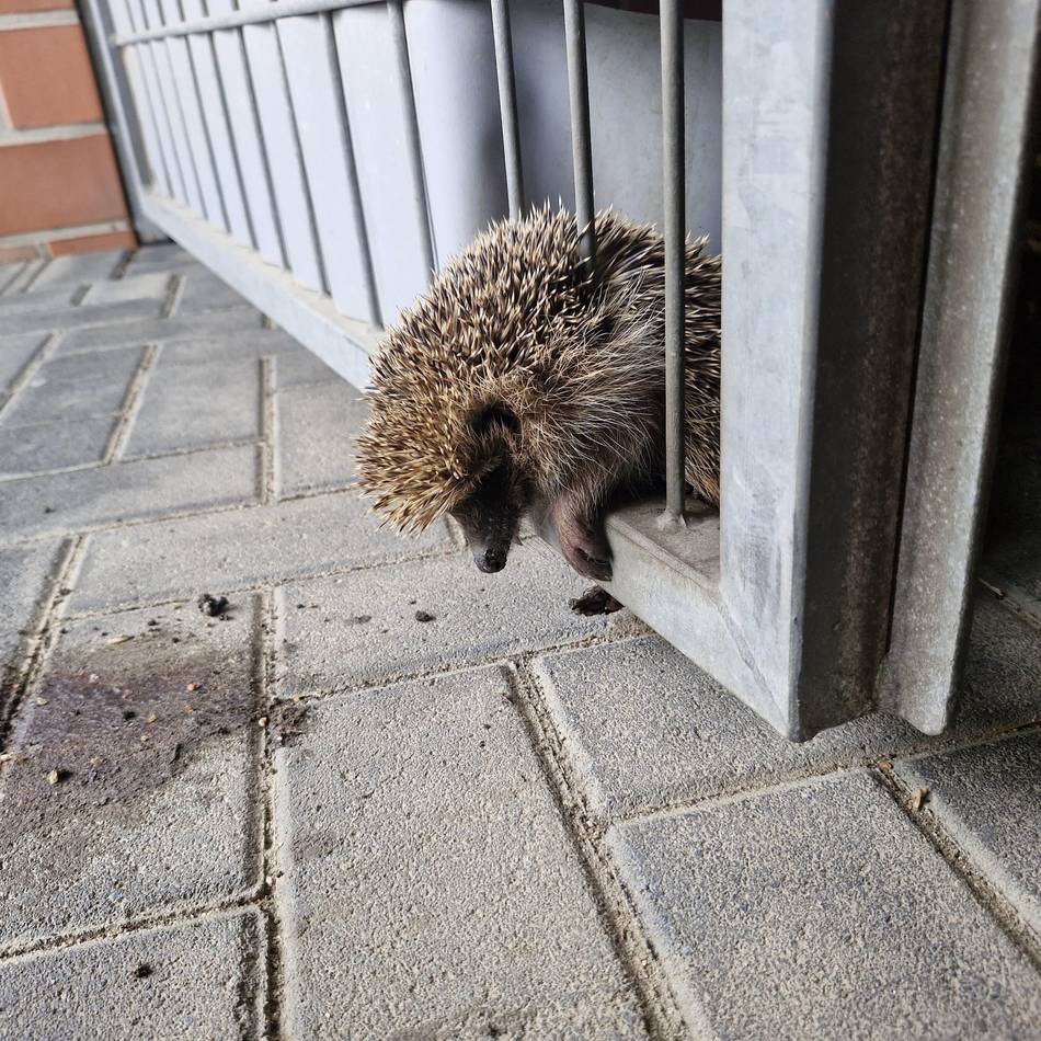 Verband fordert in Jüchen Verbot von Mährobotern: Verletzt und verstümmelt – Nabu kritisiert die Versorgung von Wildtieren