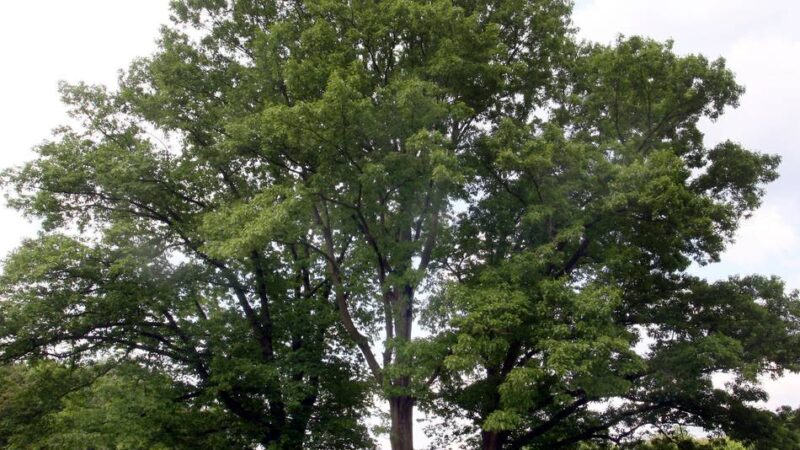 Sommerferienabschluss in Krefeld: Im Stadtwald können sich Jugendliche den Schulstart erleichtern