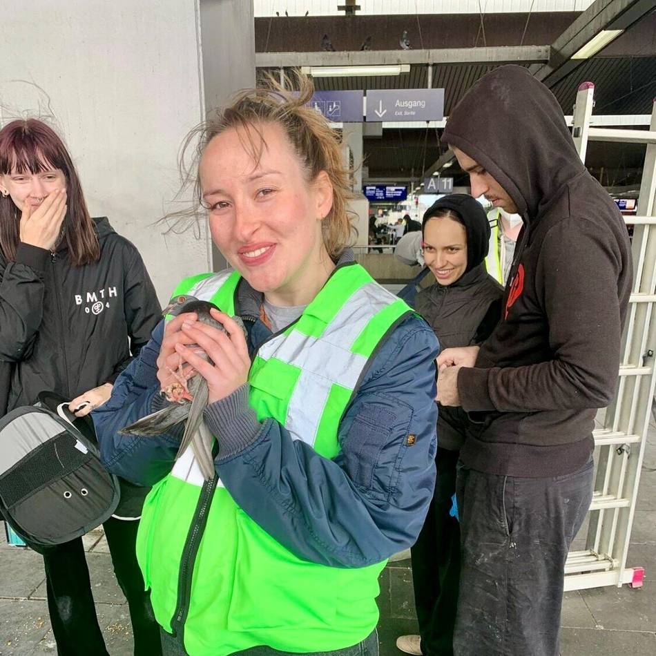 Das Imageproblem der Stadttauben: „Ich kann da nicht weggucken“