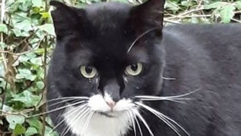 Tiere in Düsseldorf: Katzenretter in Gerresheim brauchen dringend Unterstützung